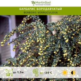 Барбарис бородавчатый