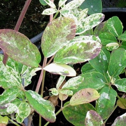 Акебия пятилисточковая Вариегата