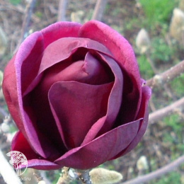 Магнолия суланжа Джени