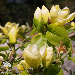 Магнолия заостренная Лоис