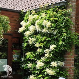 Схизофрагма японская