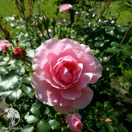 Роза флорибунда Боника