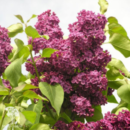 Сирень обыкновенная Людвиг Шпет на штамбе