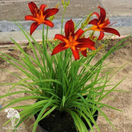 Лилейник Кримсон Пират