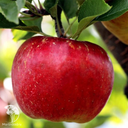 Яблоня Апорт