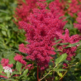 Астильба японская Монтгомери