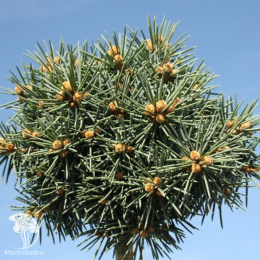 Ель колючая Брунек на штамбе