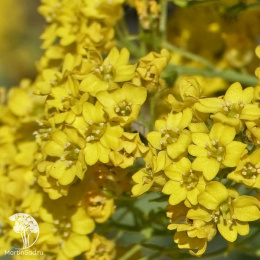 Алиссум горный