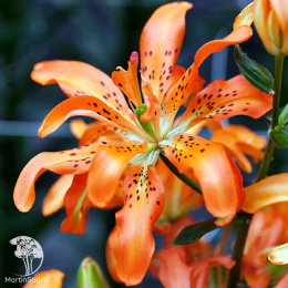 Лилия Маст Си