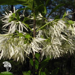 Снежноцвет (Хионантус) виргинский