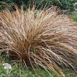 Осока косматая (волосовидная)  Бронз Форм