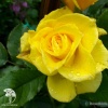 Роза флорибунда Фрезия на штамбе фото 3 
