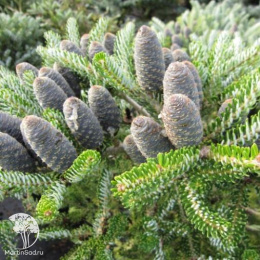 Пихта корейская Сильвер Стар