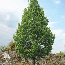 Липа мелколистная Ранчо