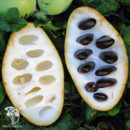 Азимина трёхлопастная