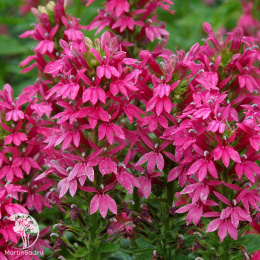 Лобелия Рашн Принцесс