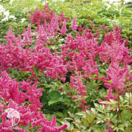 Астильба японская Бремен