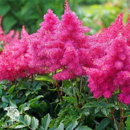 Астильба гибридная Распберри