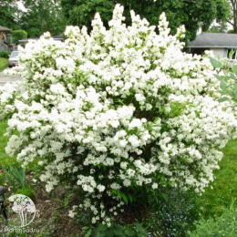 Дейция шершавая Кандидиссима