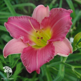 Лилейник Файнал Тач