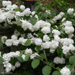 Калина складчатая Попкорн