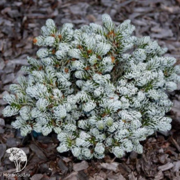 Пихта корейская Когоутс Айсбрекер