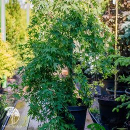 Клён пальмолистный Руисен на штамбе