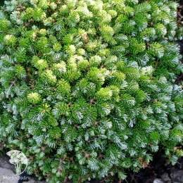 Пихта корейская Силберкугел