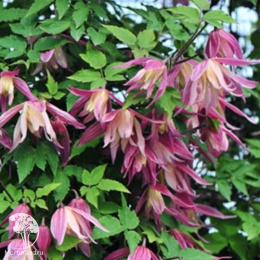 Клематис Жэнни