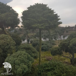 Пихта корейская на штамбе