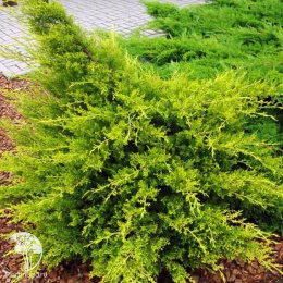 Можжевельник китайский Куривао Голд