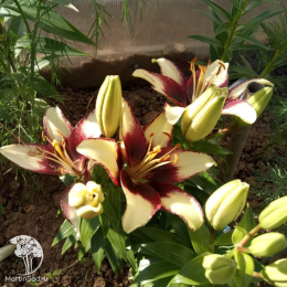 Лилия Куритиба