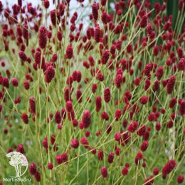 Кровохлёбка Битлевингс