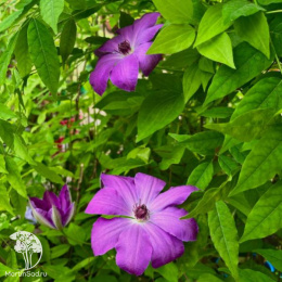 Клематис Балтык