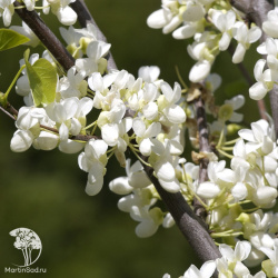 Церцис обыкновенный