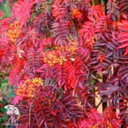 Рябина обыкновенная Отем Спайр