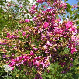 Леспедеца двухцветная