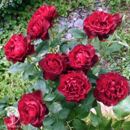 Роза чайно-гибридная Барбара на штамбе