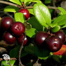 Брусника Рубин