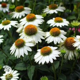 Эхинацея пурпурная Примадонна Вайт