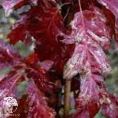 Дуб красный Волфсдонкс Прайд