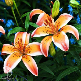 Лилия Ориндж Электрик