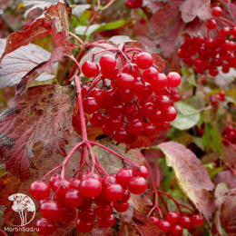 Калина Красный коралл