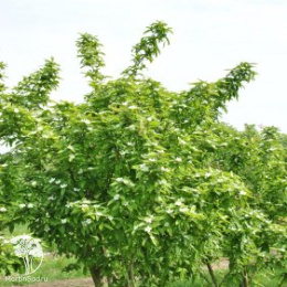 Мишмула германская Вестервальд