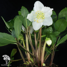 Морозник чёрный Кристмас Кэрол