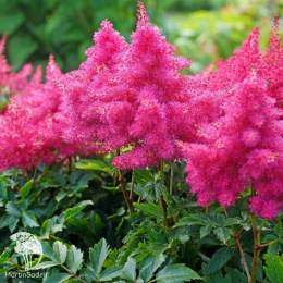 Астильба японская Бремен