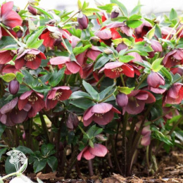 Морозник восточный Притти Эллен Ред