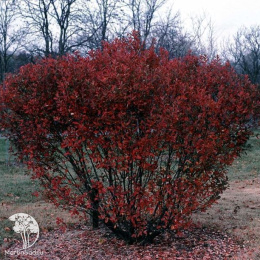 Ирга канадская Рейнбов Пиллар