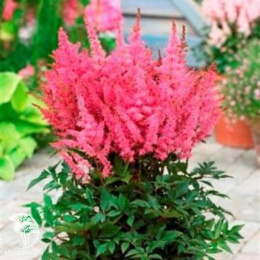Астильба гибридная Юник Кармин