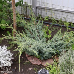 Можжевельник китайский Блю Альпс